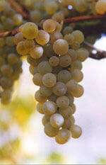 Dulcinea Grapes Dulcinea Grapes